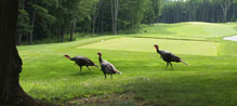 Undisturbed natural elements & wildlife Undisturbed natural elements & wildlife